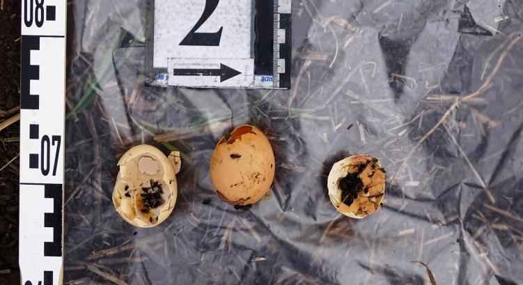 Megmérgezett állatok tetemeit találták meg Hajdúböszörmény külterületén