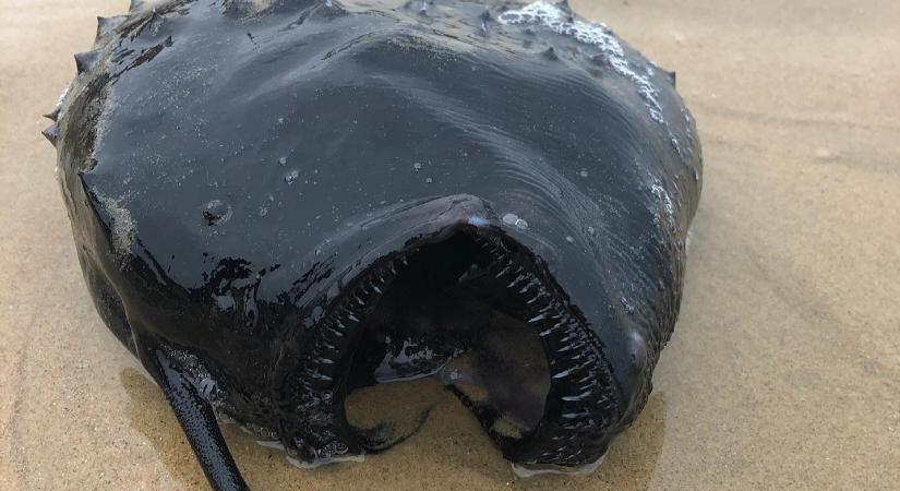Rémisztő fekete szörnyet sodort partra a víz Kaliforniában - fotó