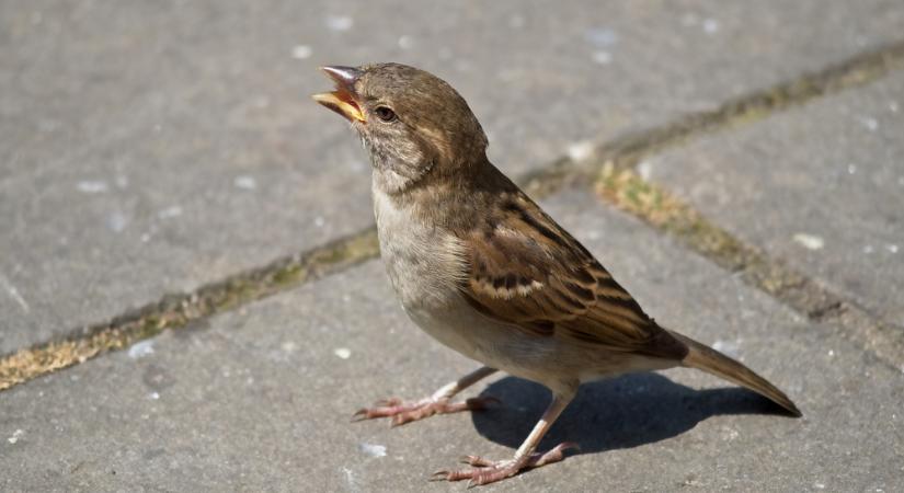 Nehezen tanulnak meg énekelni a zajos városokban élő madárfiókák