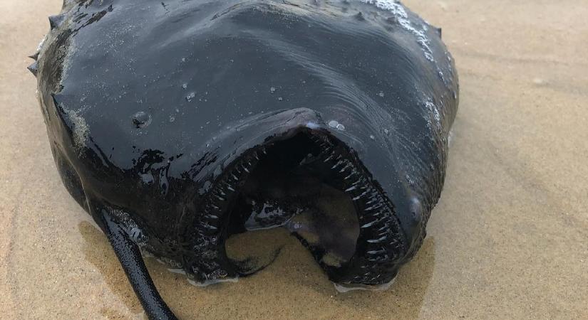 Szörnyhalat mosott partra a víz: borzalmasan néz ki ez a mélytengeri állat