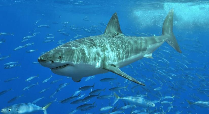 Egy nagy fehér cápa ölte meg a 63 éves nőt Main partjainál