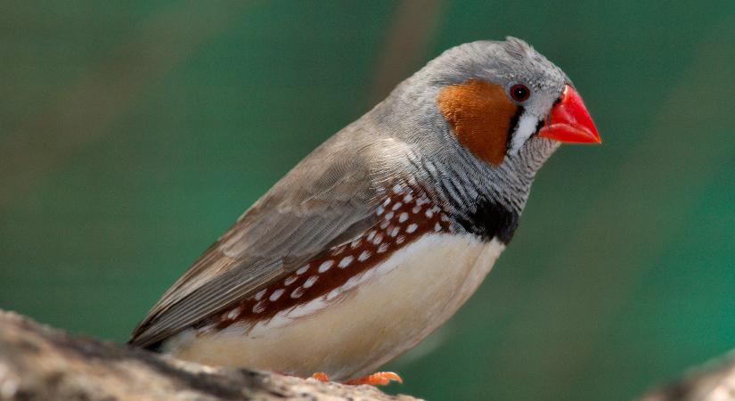 Rosszabbul tanulnak énekelni a zajos helyeken élő madárfiókák