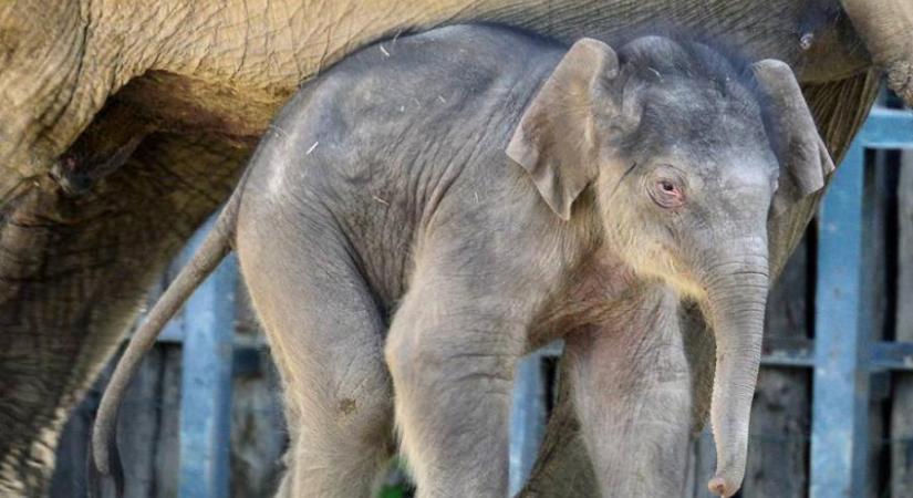 Samu lett a budapesti állatkert kiselefántjának a neve