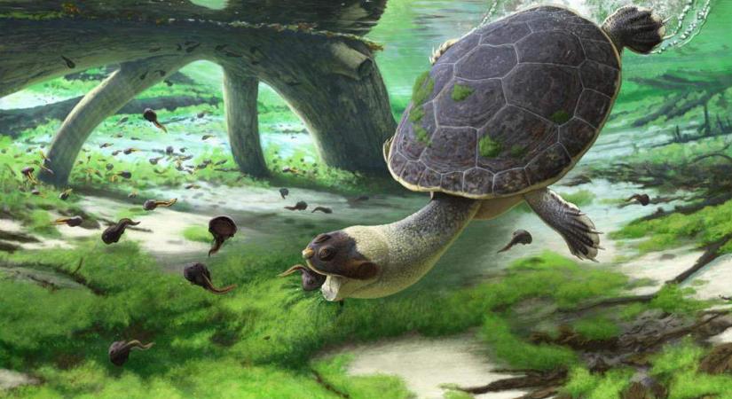 Ősi teknősfajra bukkantak Madagaszkáron