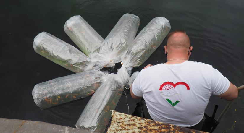 Újabb 1000 növendékhalat telepíttettek a Malom-tóba
