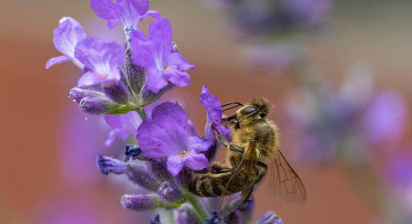 Több millió méh pusztult el, nem szállít több rovart az ukrán posta