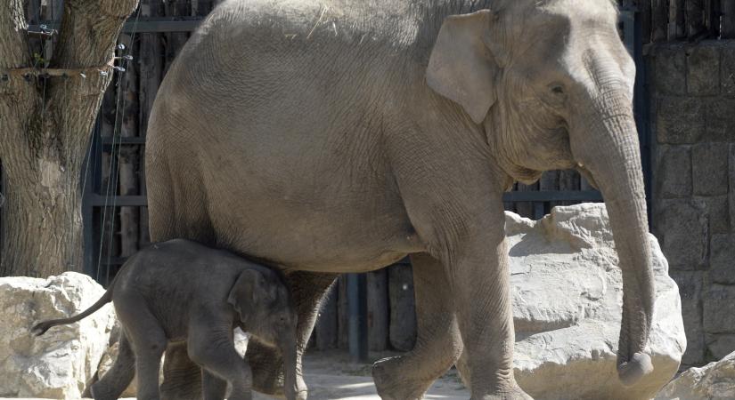 Megvan a budapesti állatkert kiselefántjának a neve