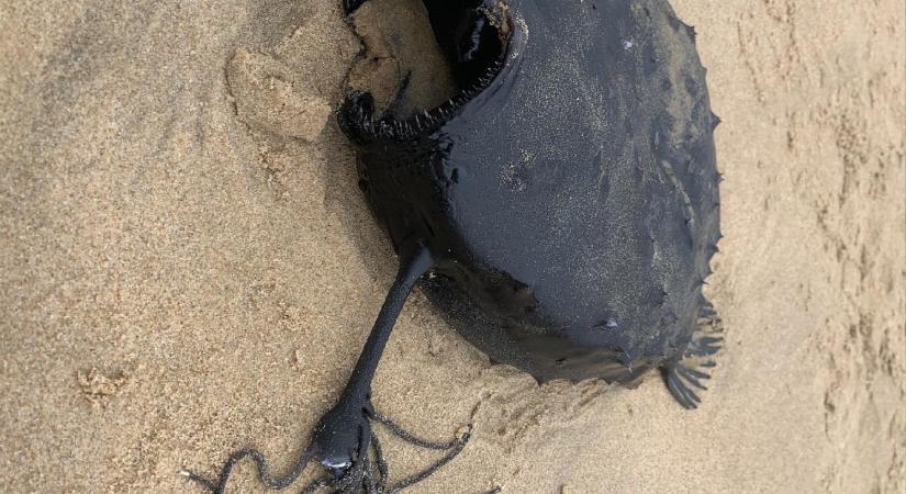 Horrorisztikus teremtményt sodort partra a víz Kaliforniánál