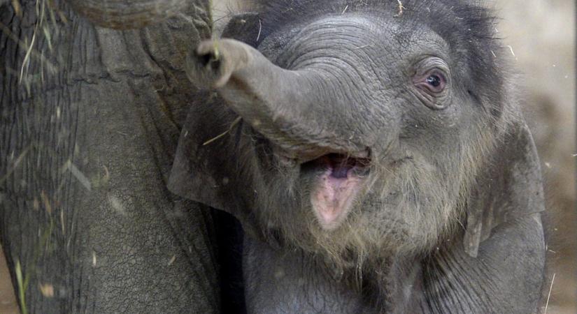 Eldőlt, mi lesz a neve a Fővárosi Állatkert új kiselefántjának