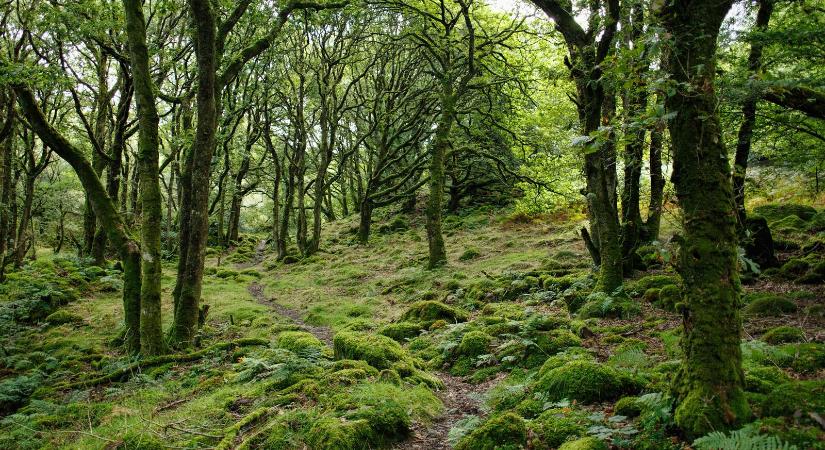 Franciaországnyi természetes erdő nőtt az elmúlt húsz évben