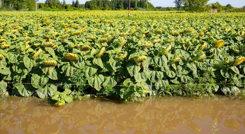 Agrárkárok: Leállt az aratás Zala megye egyes területein a sok csapadék miatt