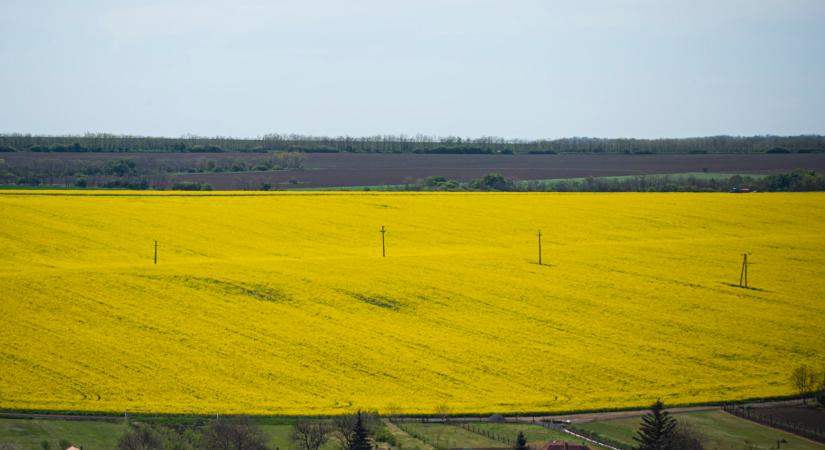 Magukra öltötték sárga ruhájukat Nógrád megye dombjai (fotók)