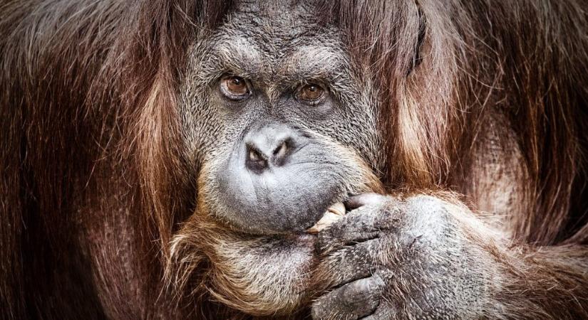 A véltnél nagyobb veszélyben lehetnek a borneói orangutánok