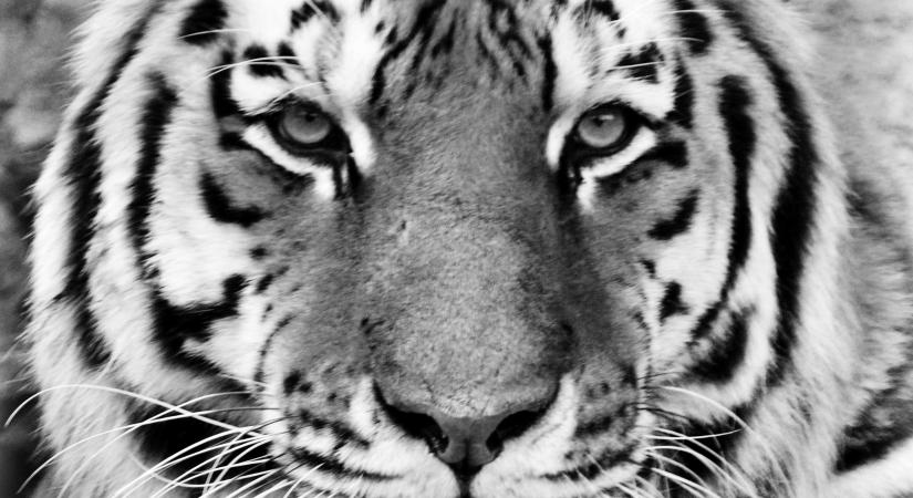 Elpusztult a fővárosi állatkert 18 éves tigrise, Norbi