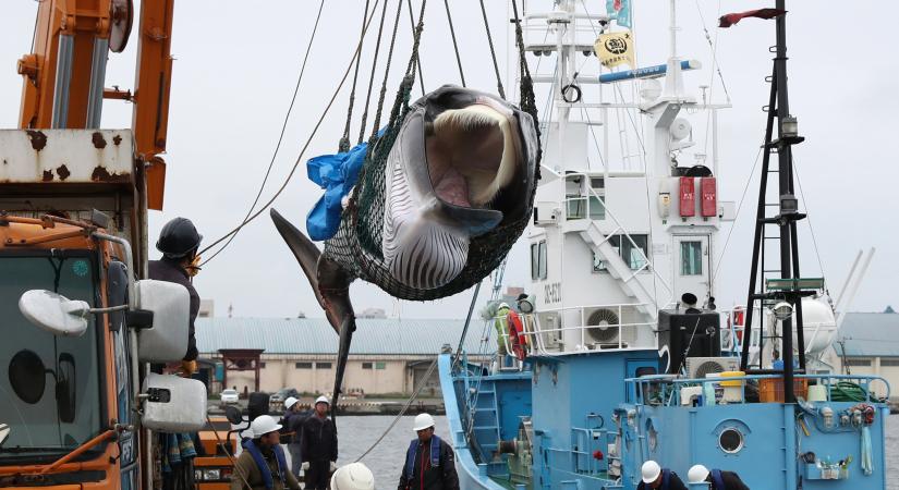 Oroszország betiltja a bálnák és delfinek kereskedelmi célú vadászatát
