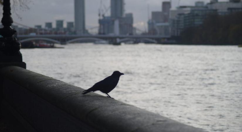 Így hat a városi zaj a madarakra