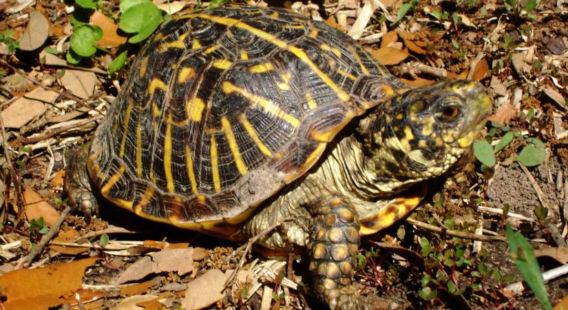 Kutyák segítik egy veszélyeztetett teknősfaj egyedeinek felkutatását
