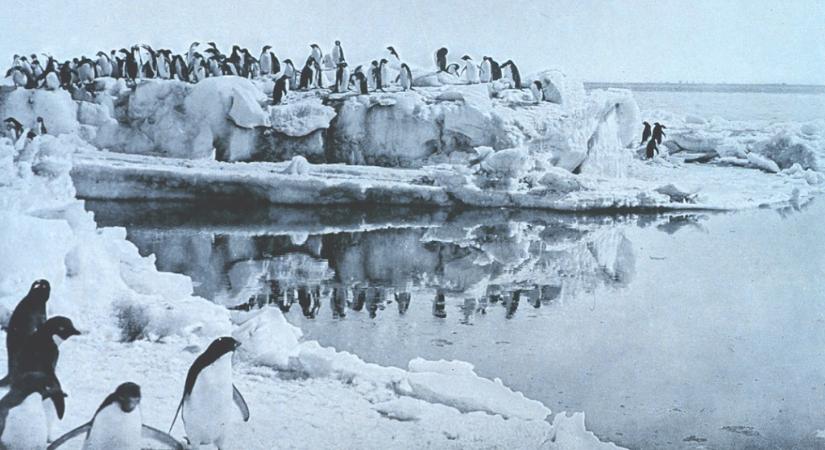 Még a tapasztalt természetbúvárt is elborzasztották a pingvinek szexuális perverziói