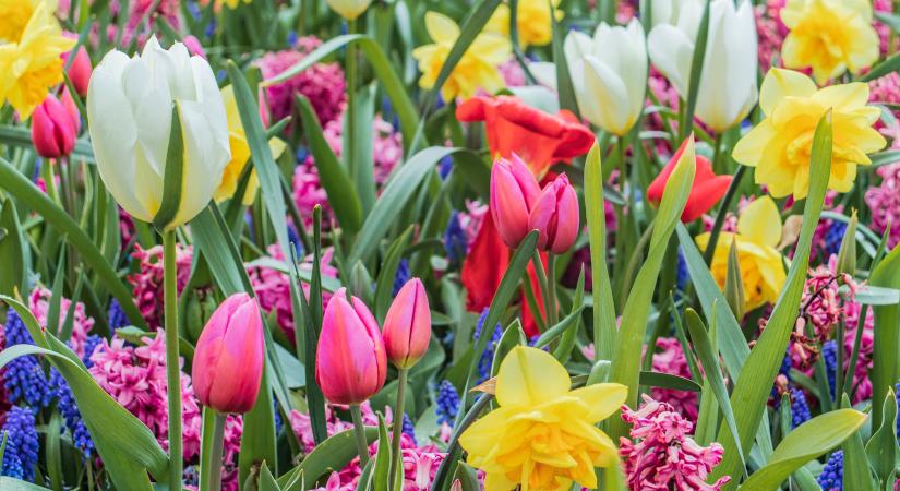 Tulipánvirágzás idején – Készüljünk jövőre is csodás kiskerttel!