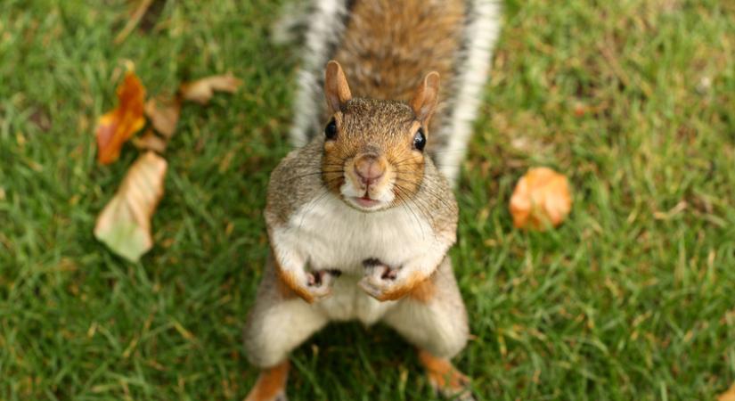 Ritka felvételek: a mókusok ezer arcát mutatta meg a férfi - Éveken át fotózta őket