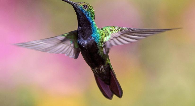 Tudtad, hogy a kolibrik extrém mértékben le tudják csökkenteni éjszakára a testhőmérsékletüket?
