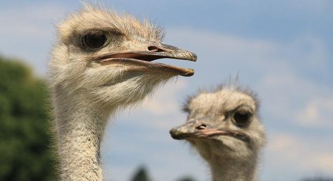 Nem, ez nem egy vicc kezdete: kitiltottak két emut egy kocsmából...