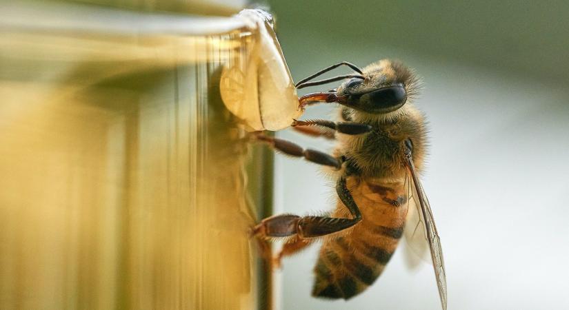 Méhméreg a repcén: ellenőrzik a vegyszerhasználatot Somogyban