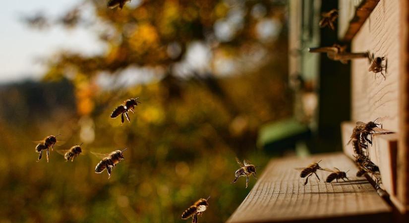 Franciaországban profi módon lopják a méheket