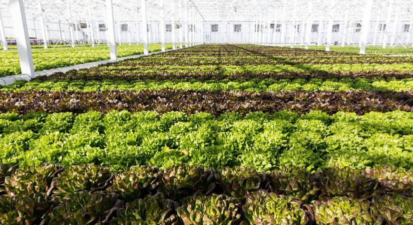 Városi tetőkön létrehozott kertekkel reformálnák meg a zöldségtermesztést