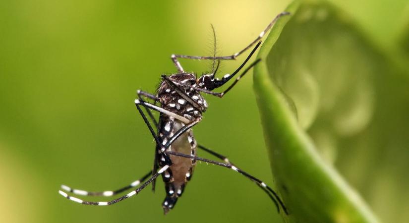 Génmódosított szúnyogokat engedtek szabadon Floridában