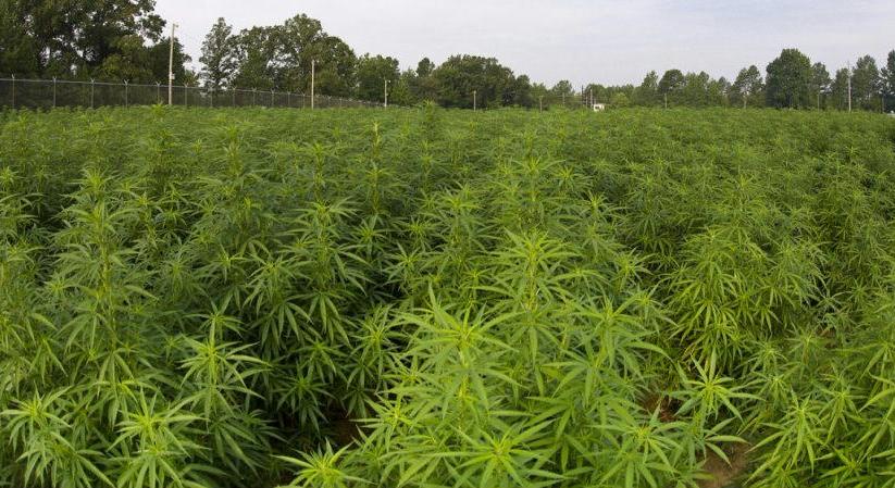 Megszűnik az USA-ban a kutatási célú marihuána termesztési monopóliuma