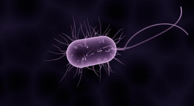 Ősbaktériumok felépítését vizsgálták az ELTE kutatói
