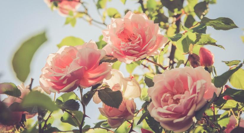 A kert parfümjei: látványos és illatos virágok