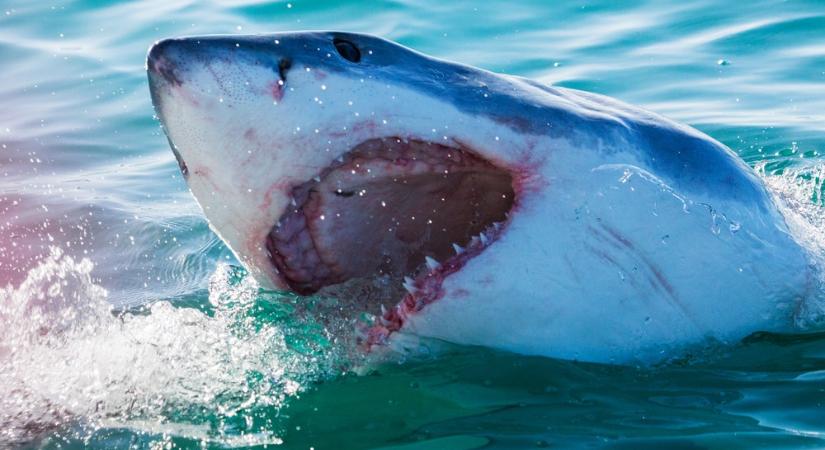 Drónokkal figyelik meg a fehér cápákat a kaliforniai partoknál