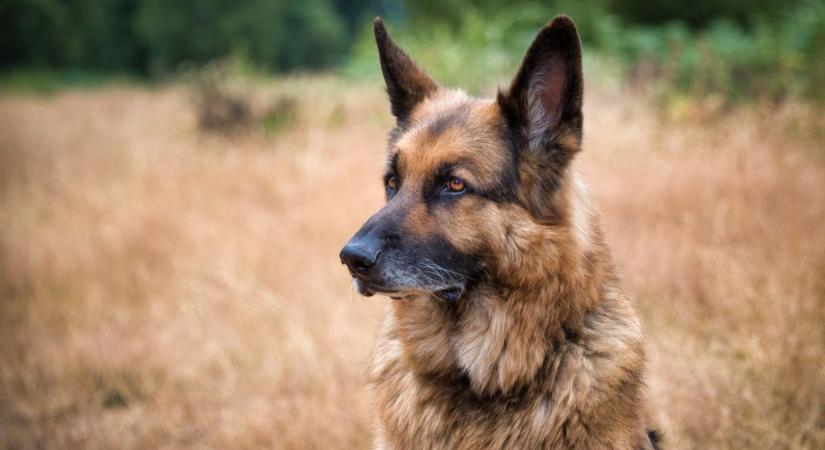Elpusztult az első bizonyítottan koronavírusos kutya