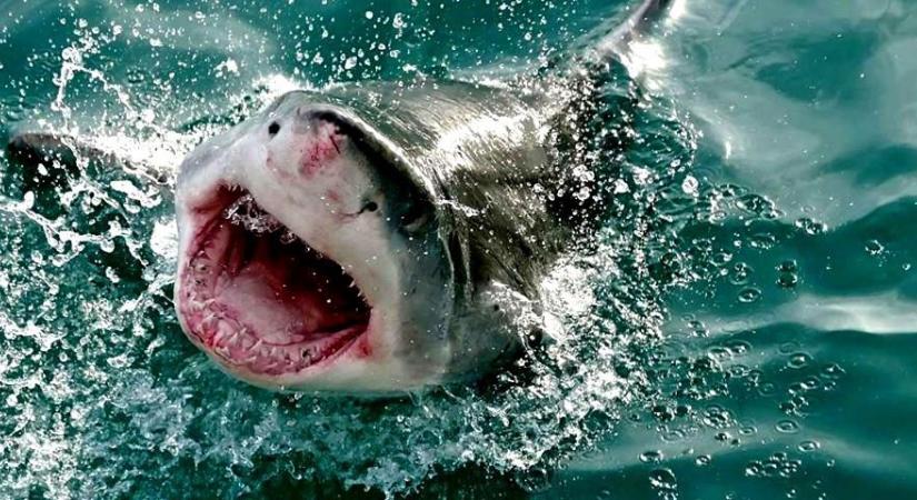 Drónokkal figyelik a nagy fehér cápákat a kaliforniai partoknál