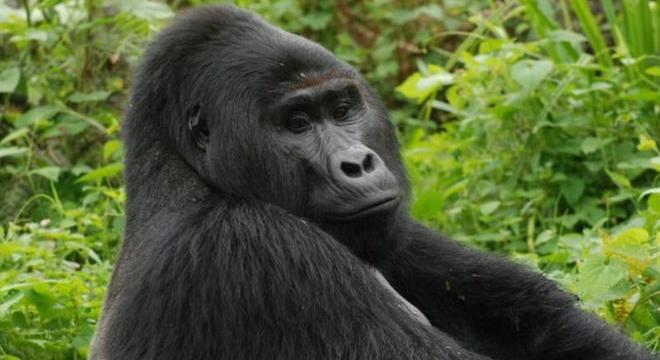 Börtönbe került a férfi, aki megölte Rafikit, Uganda híres hegyi gorilláját