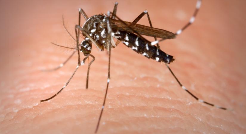 Komoly érveket hoznak a tudósok az újból engedélyezett szúnyogirtás ellen
