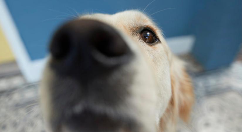 A te kutyád is ki tudja szagolni a koronavírus-fertőzöttséget?