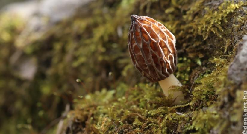 Ehető és mérgező gombák tavasszal