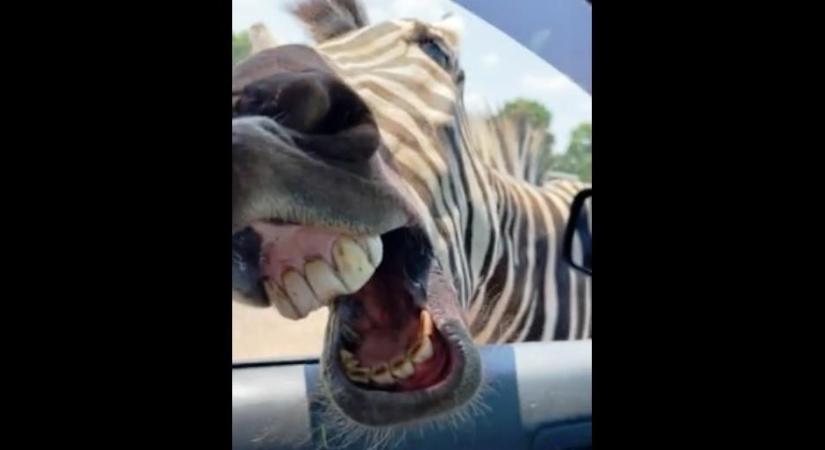 Benézett egy zebra a szafarizó család autójának ablakán – videó