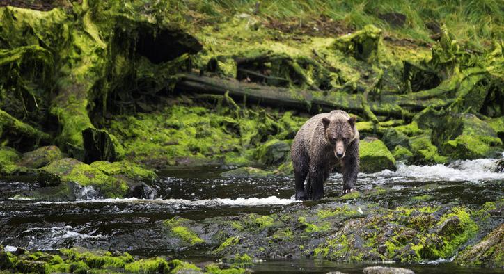 Ismét medvét láttak Nógrádban: egy víztározó közelében észlelték az állatot