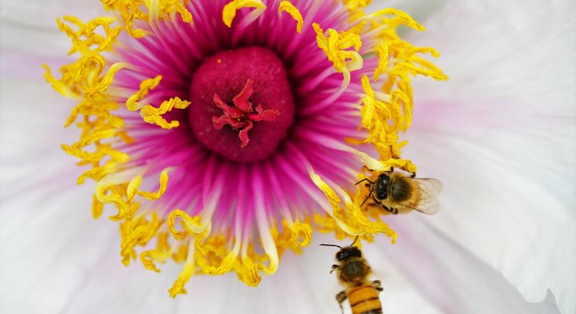 Jön a pollenszezon – mutatunk 5 tippet az allergiásoknak