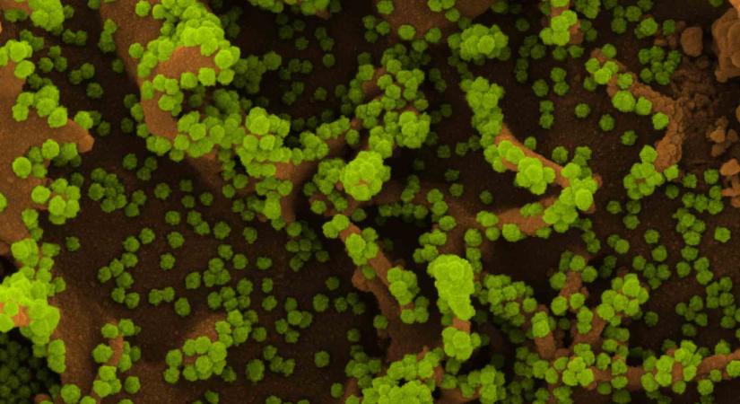 Új járvány ütötte fel a fejét Kínában, a madárinfluenza eddig ismeretlen típusa terjed az országban