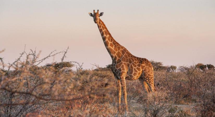 Mi a zsiráfok jól működő vérnyomásának titka?