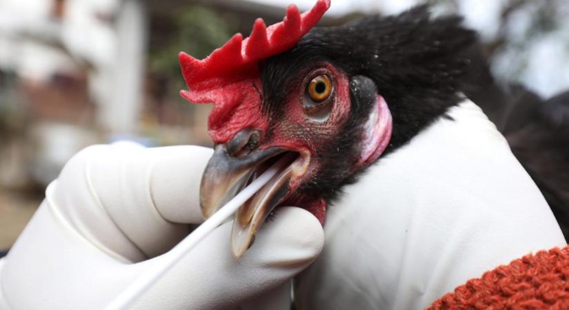 A világon elsőként fertőzött meg egy férfit Kínában egy újfajta madárinfluenza
