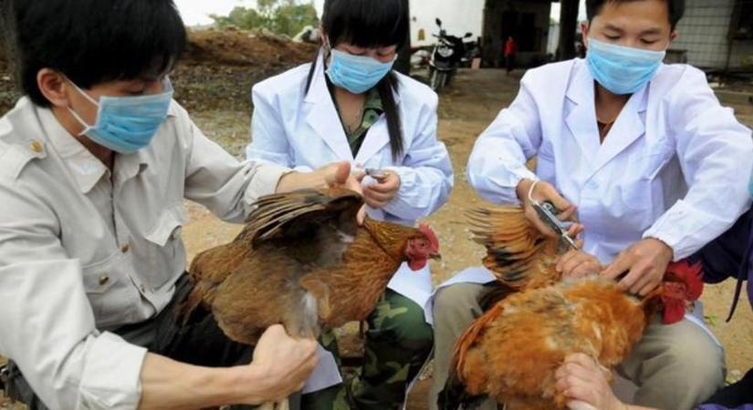 Emberre terjedt át a H10N3 madárinfluenza Kínában