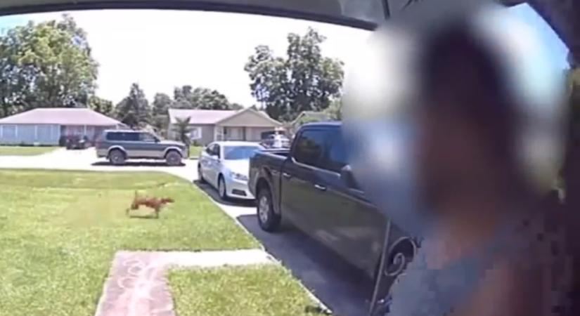 Tragikus: a fiatal nő le akarta lőni egy kutyát, de a saját gyerekét találta el