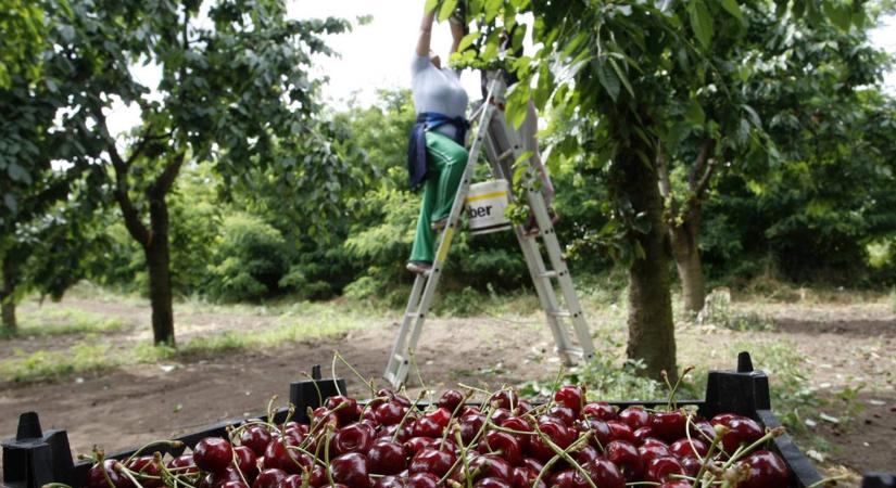 Egekben a magyar cseresznye ára – drágán indul a szezon