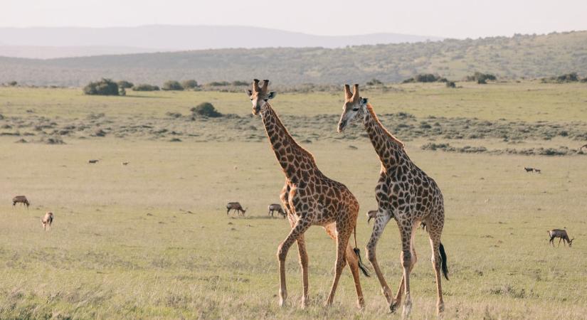 Ezért nem károsodik a zsiráfok szervezete a magas vérnyomástól